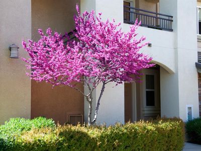 1360 Shady Ln APT 611, Turlock, CA, 95382