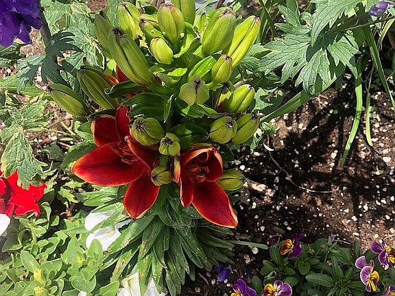 Perennials Asian Lilly 