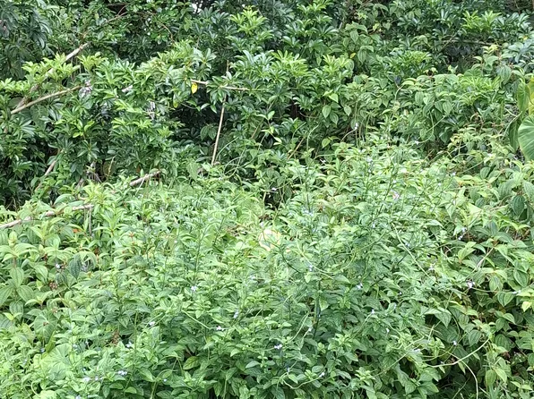 Noe Kuahiwi Rd Lot 30, Volcano, HI 96785