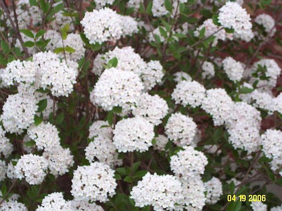 Flowering shrubs