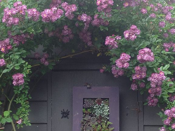 Garden shed—back yard