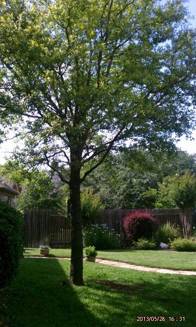 2nd image of 1703 Buttercup Creek Blvd