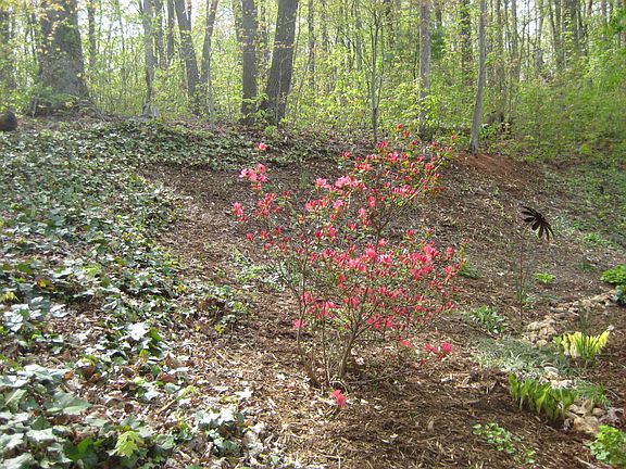 Wild Azalea