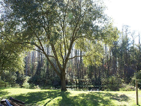 Back yard view