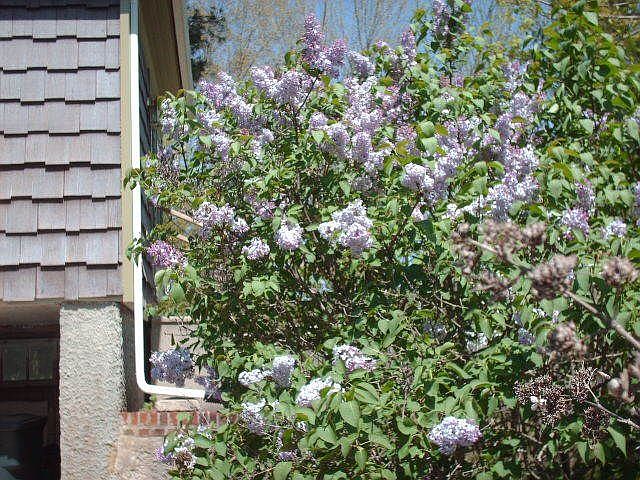 Lilac in bloom