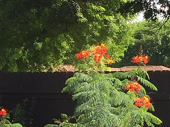 Bird of paradise 