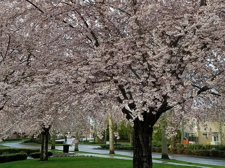 Beautiful neighborhood scenery