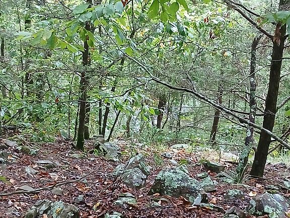4th image of Polk Rd #74