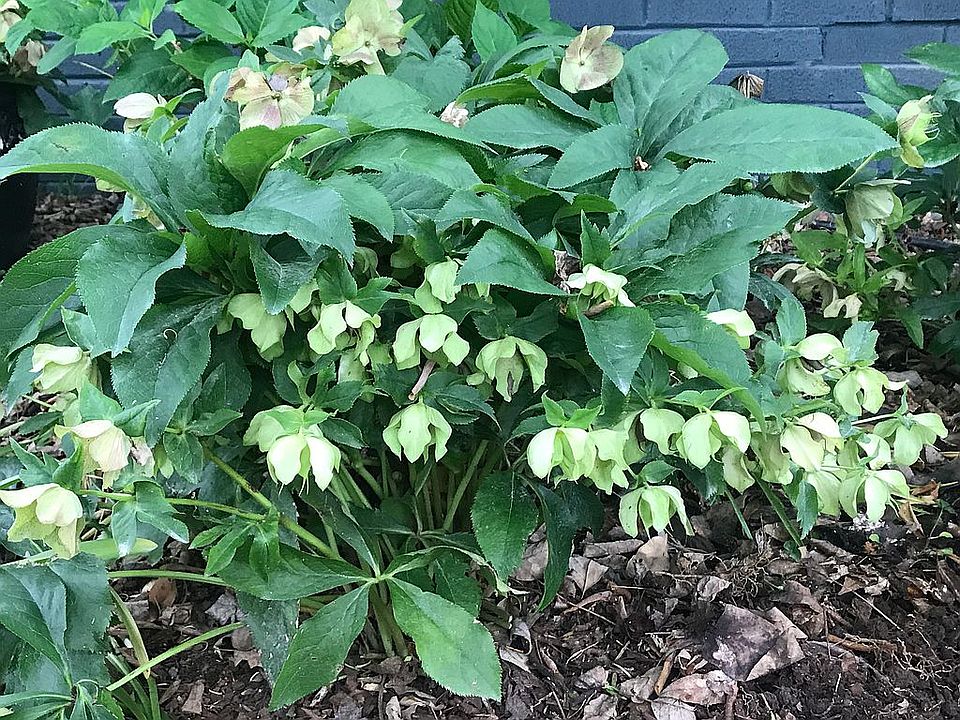 Winter blooming evergreens