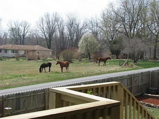 BACKYARD OVER LOOKS HORSES