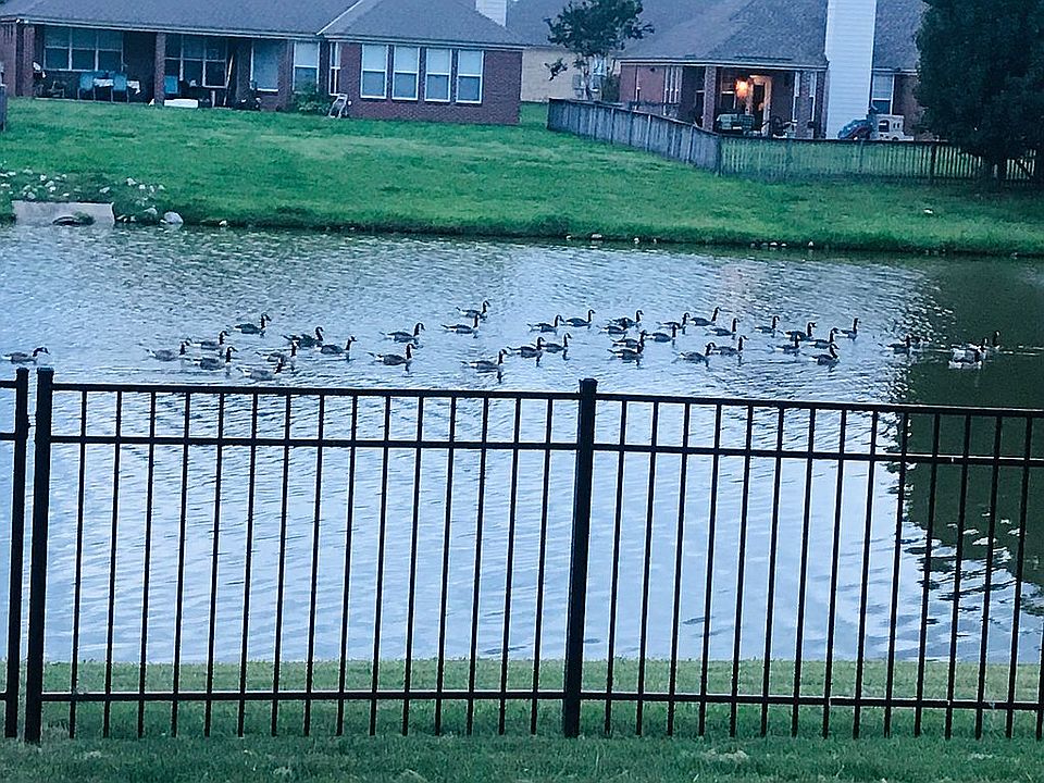 Lake view ducks enjoying