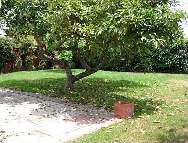 Avocado Tree
