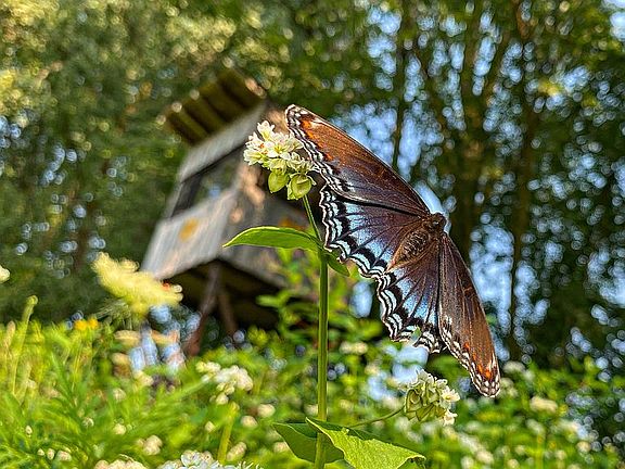 Butterfly in front of blind
