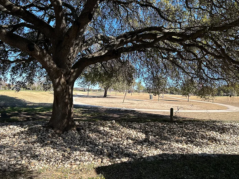 Beautiful heritage oak tree.