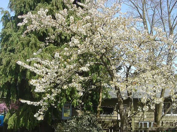 Gorgeous magnolia and cherry trees adorn this house