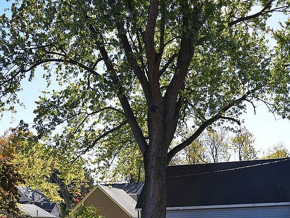 yard