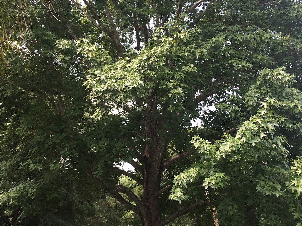 Back yard, Preserve View