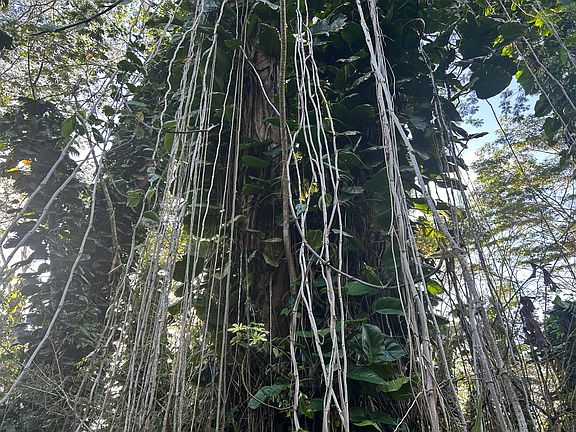3rd image of 14-3491 Plumeria Rd Lot 366