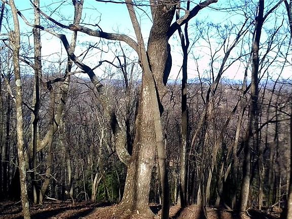 3rd image of 8242 Cox Mountain Dr #8242