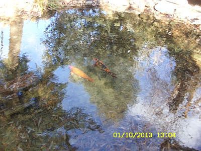 Koi Pond