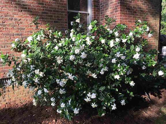 4th image of 1110 Edisto Dr