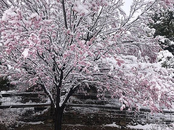 Flowering trees & shrubs