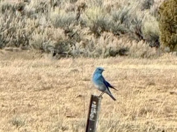 1705 State Road 96, Gallina, NM 87017