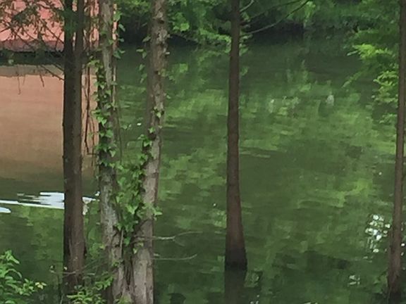 Lake Atkins Great Fishing