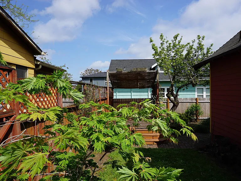 Back Yard
