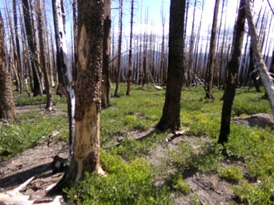 Btr #43N33, Weed, CA, 96094