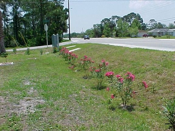Oleanders in front of huse