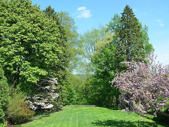 Backyard in Spring