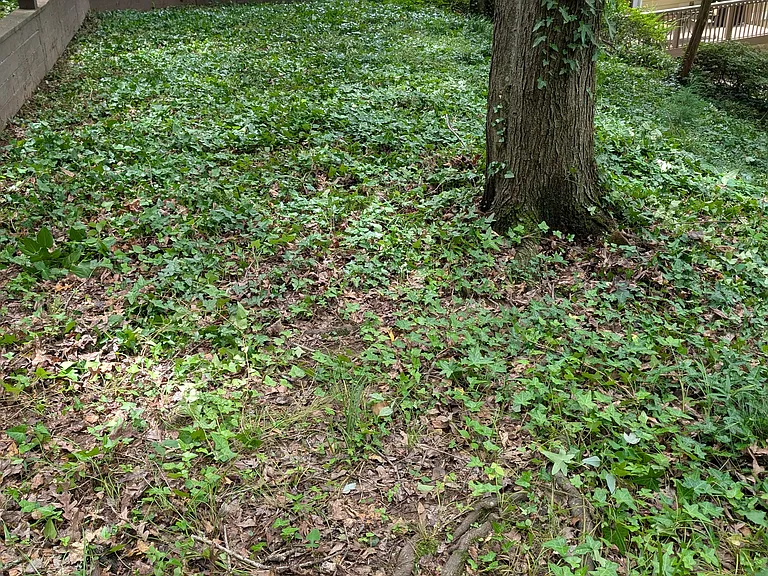 Flat plateau at back of yard.