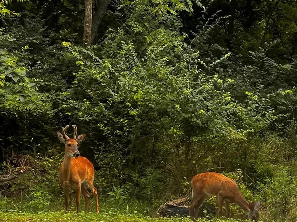 LOT 5 Singer Trl, Potosi, MO 63664
