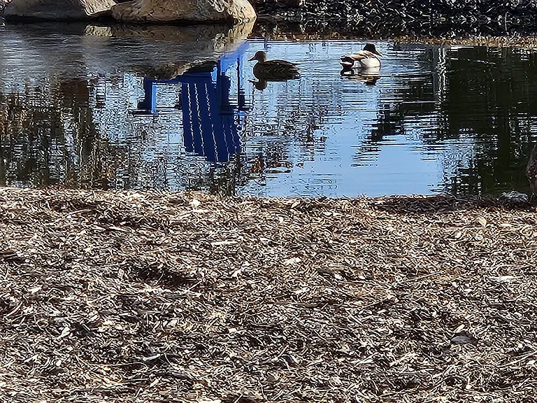 Ducks on the pond a few days ago