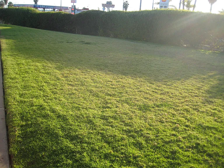 Largel Green Lawn in front of the 6 Units taken care of by professional Landscapers.