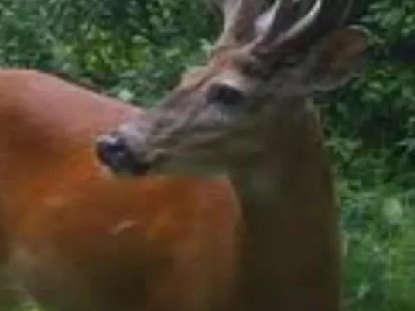 19506 Old Cross Trl, Unionville, MO 63565