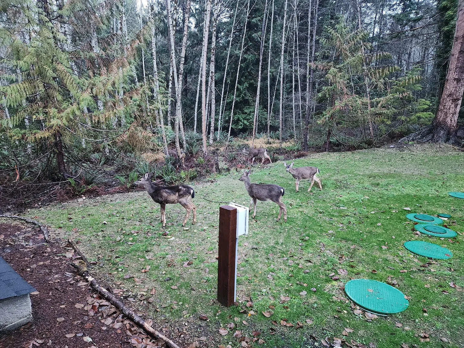 3 bed, 1500 sqft, $2,300 — Photo 4
