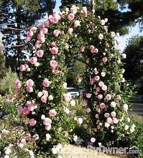 Spectacular Rose Arch