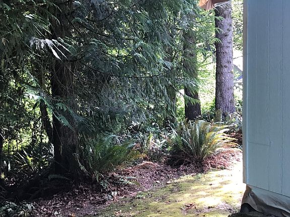 Woods behind the house.