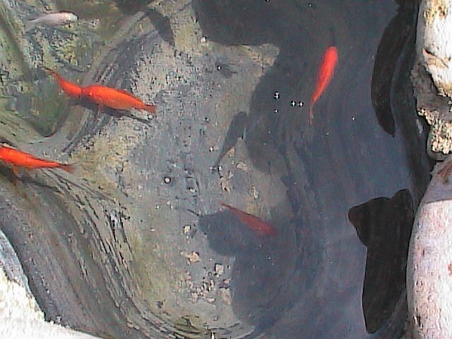 fish in pond