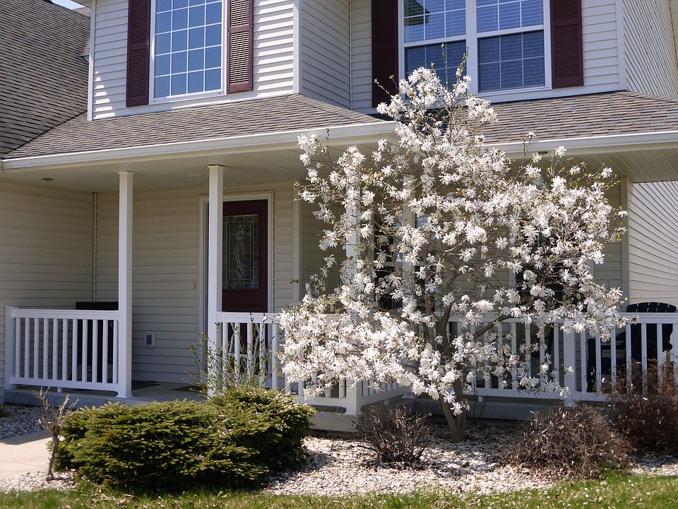 Star Magnolia spring bloom