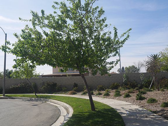 Front Lot