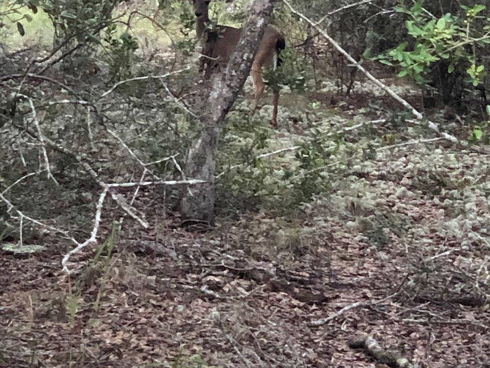 2nd image of 87433 Roses Bluff Rd