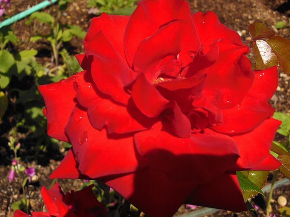 Garden flowers
