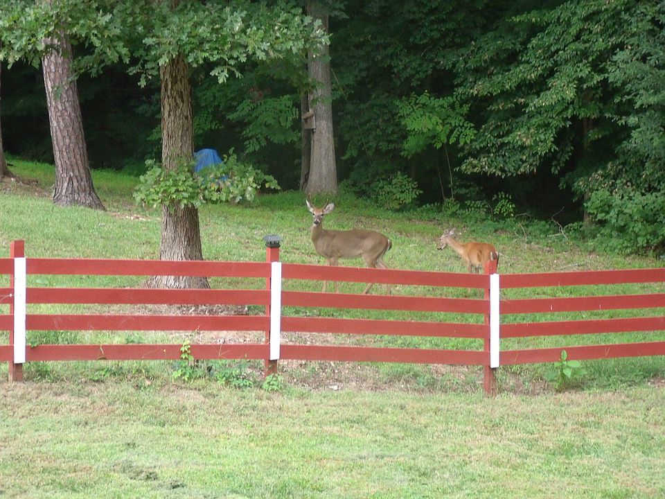 Deer routinely in the yard