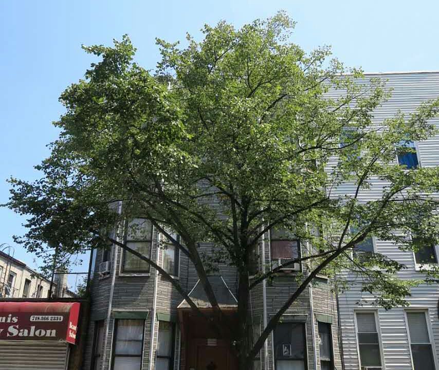 1st image of 248 Suydam St.
