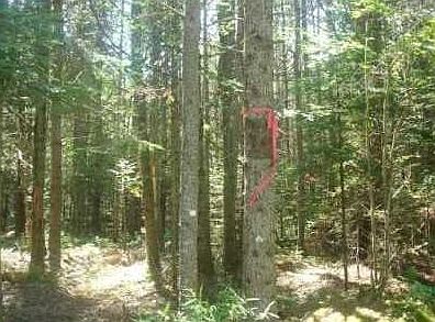 2nd image of 0 Stoney Creek Drive