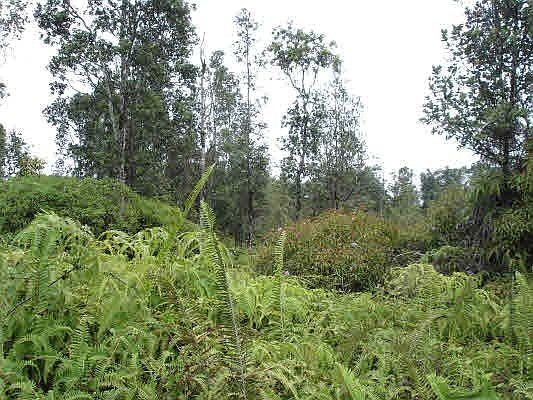 2nd image of 12th Ave Lot 1318