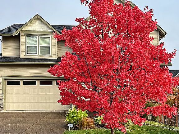 Tree in Fall